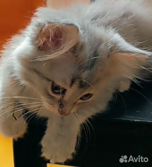 Красивый котёнок