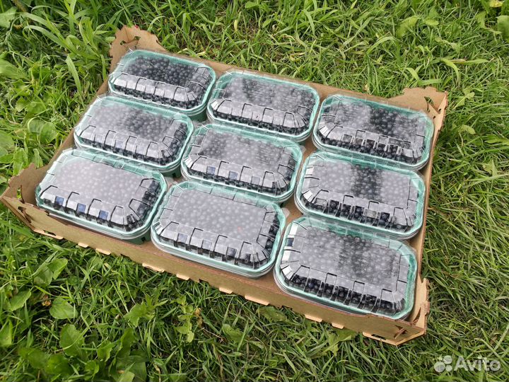 Черника свежая из Карелии с доставкой