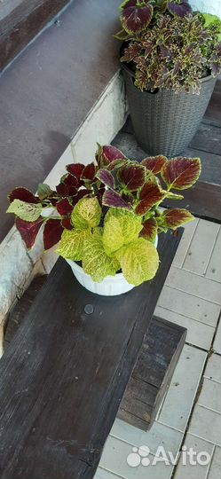 Композиции в кашпо из колеусов