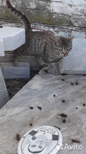 Кошечка ждет помощи