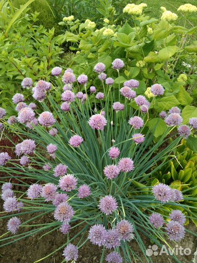 Многолетники