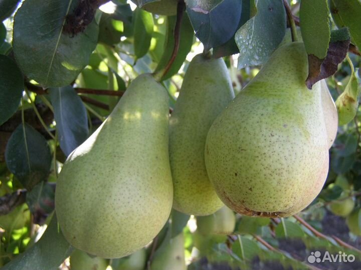 Саженцы плодовых и ягодных культур