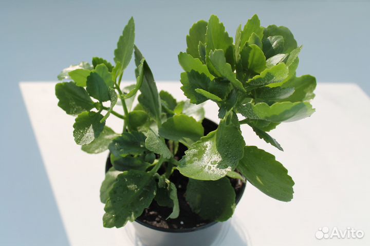 Каланхоэ каландива,Традесканции, Сингониум