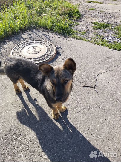 Маленький песик