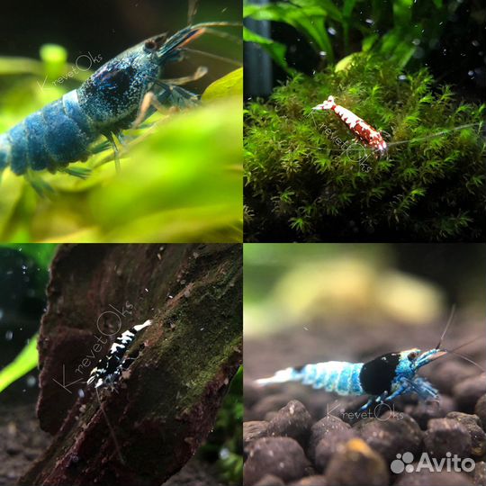 Креветки Taiwan Bee