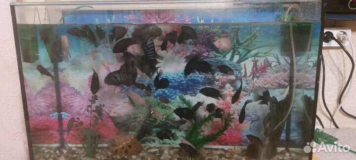 Аквариум с рыбками