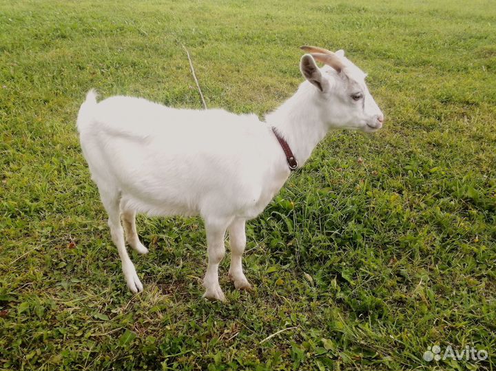 Козлята / 3-х месячные