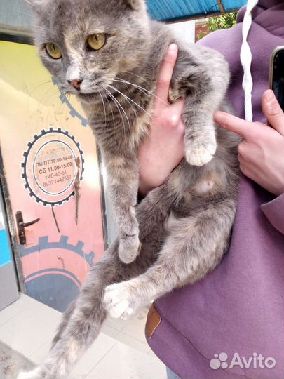 Кошка в дар бесплатно