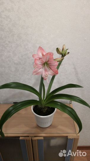 Гиппеаструм амариллис