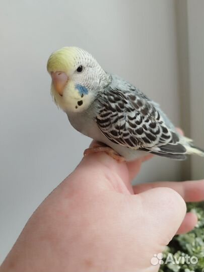 Волнистые попугаи, ручные птенцы