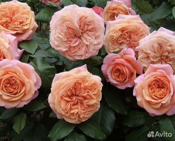 Саженцы роз лучших зимостойких сортов