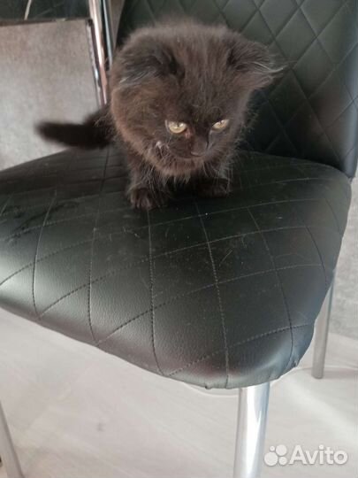 Кошка в дар