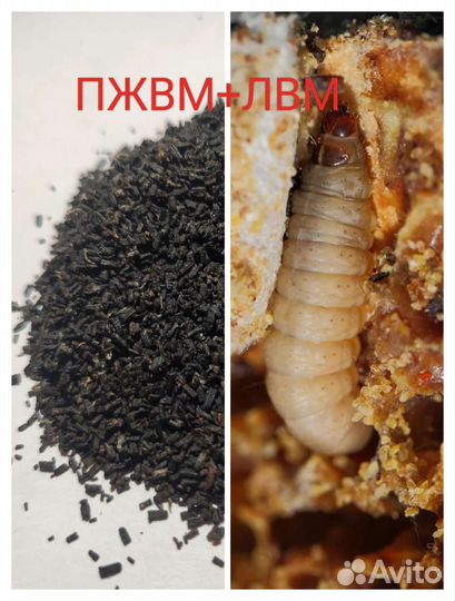 Огневка (пжвм+лвм)