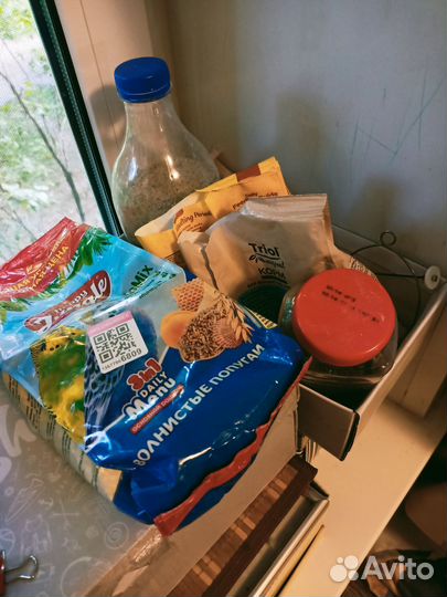 Попугаи волнистые