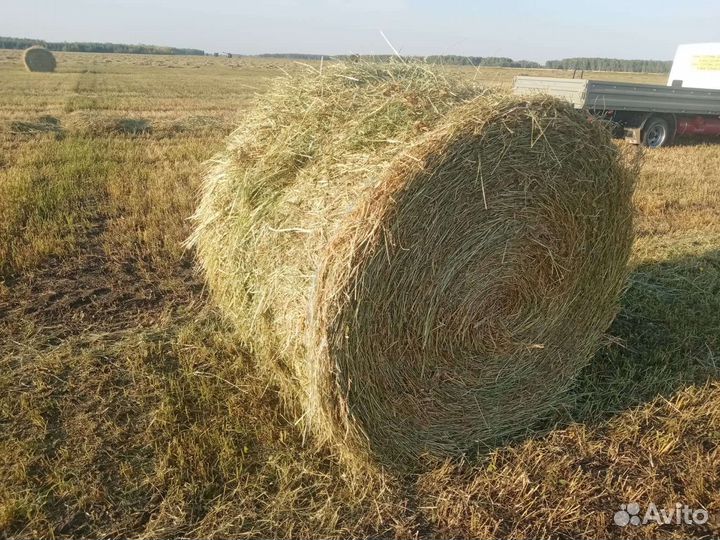 Сено в тюках и рулонах