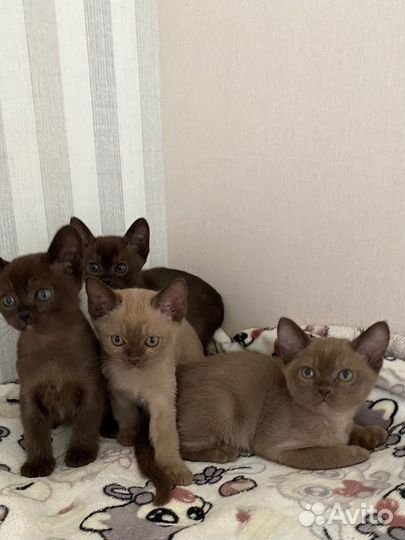 Котята европейской бурмы