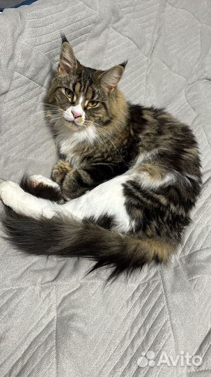 Кошка Мейн-кун