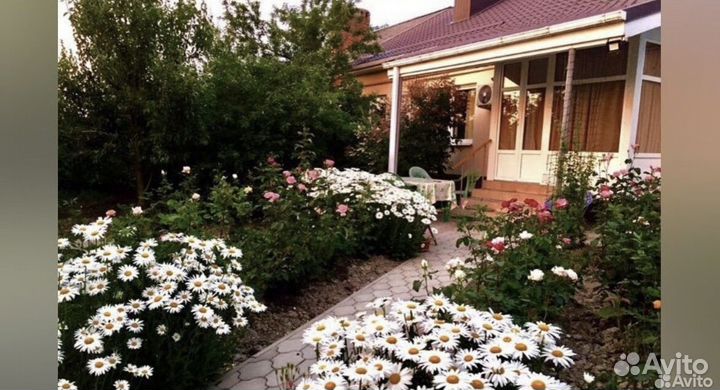 Ромашка садовая,белая