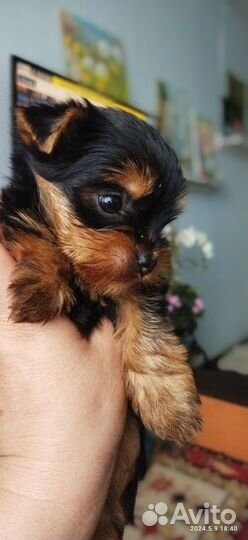 Йоркширский терьер щенки девочки