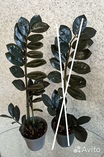 Замиокулькас Ворон, Супер нова