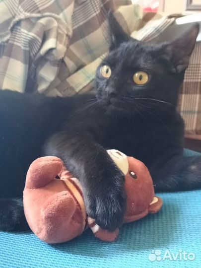 Черный котенок девочка