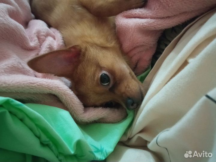 Щенок чихуахуа