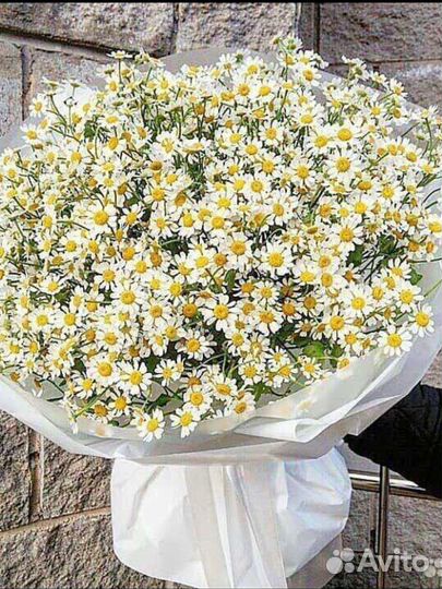 Ромашки цветы с доставкой