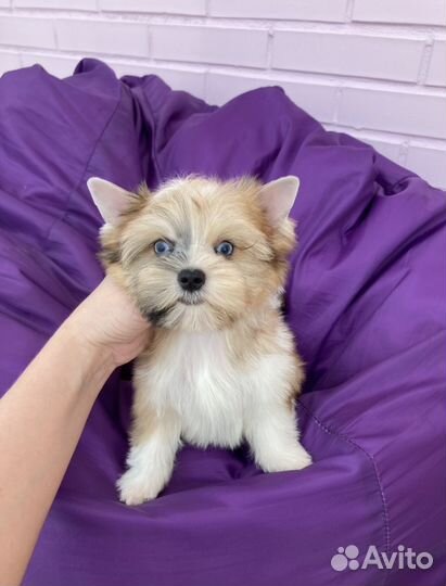 Золотой йорк с синими глазами мальчик