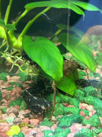 Сомики коридорасы