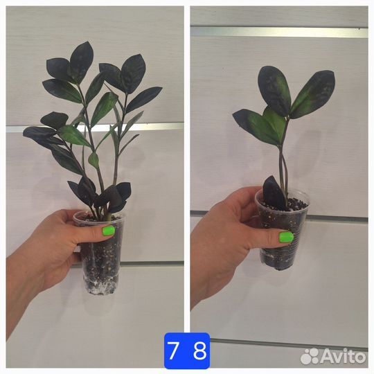 Замиокулькас Равен