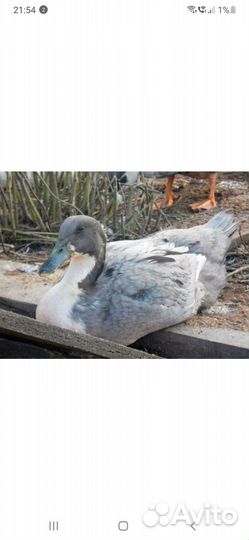 Утки голубой фаворит