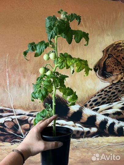 Рассада помидор черри балконые урожай дома