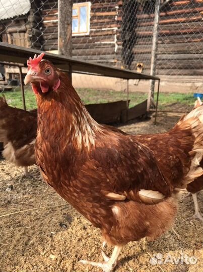 Куры несушки Ломан Браун