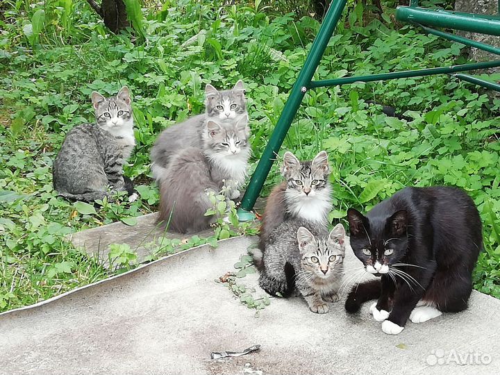 Котята в добрые руки бесплатно