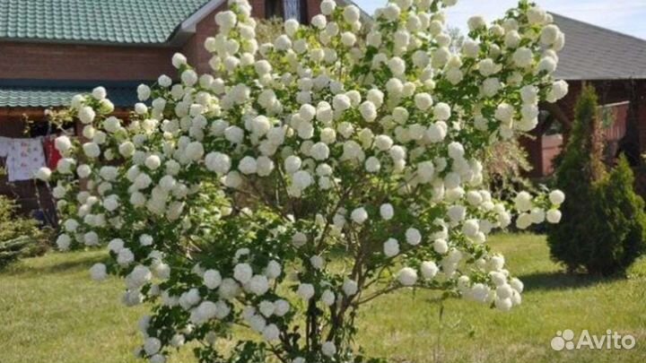 Калина бульденешь
