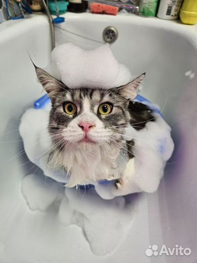 Грумер стрижка собак и кошек