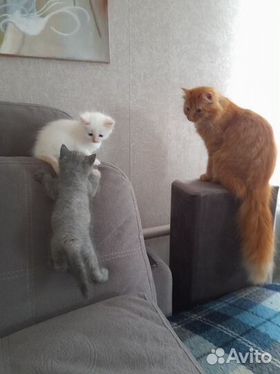 Кошка в дар бесплатно