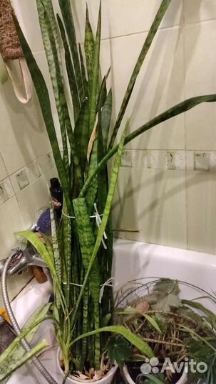 Сансевиерия