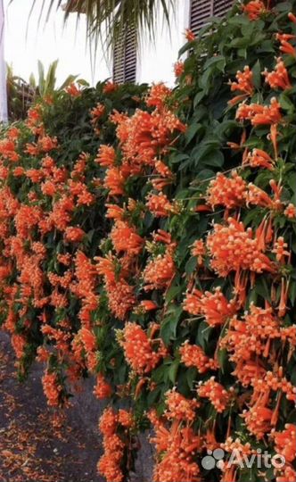 Лавровишня,бересклеты,туи и др декоративные растен