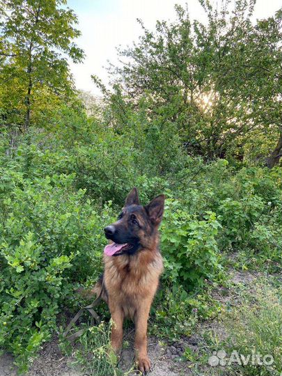 Щенки немецкой овчарки