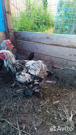 Петух брама