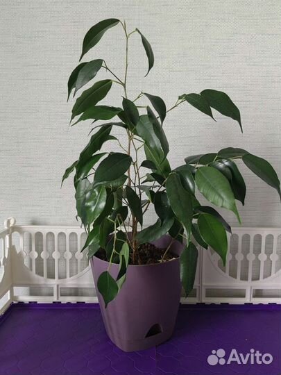 Фикус бенджамина