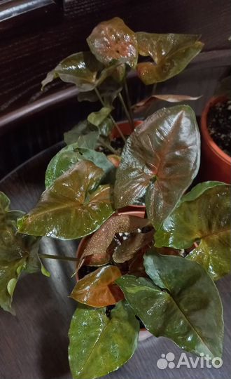 Шоколадный Сингониум Арон Браун (Брокант)