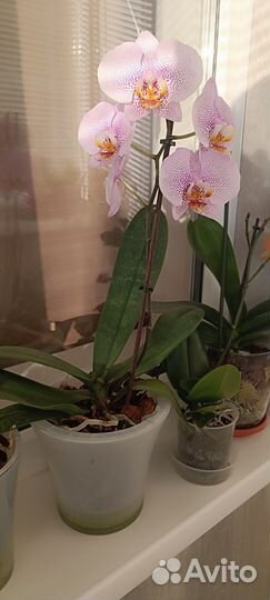 Орхидея фаленопсис Манхэттен