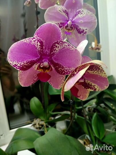Орхидея фаленопсис frontera фронтера