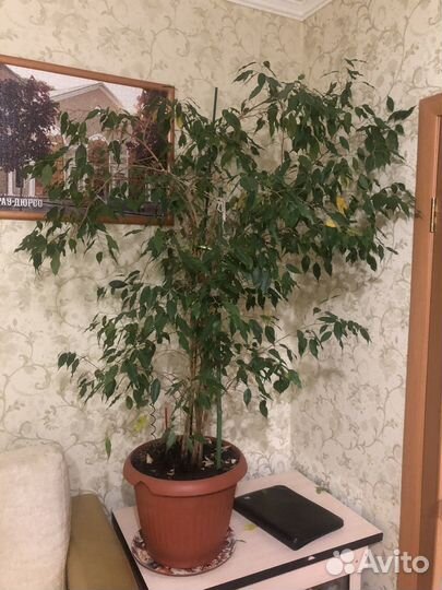 Фикус бенджамина большой