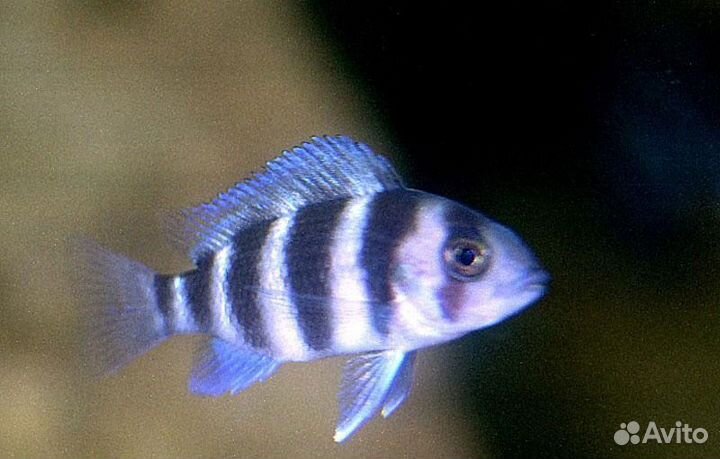 Цифотиляпия Фронтоза Бурунди 5+ см