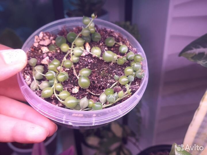 Крестовик роули