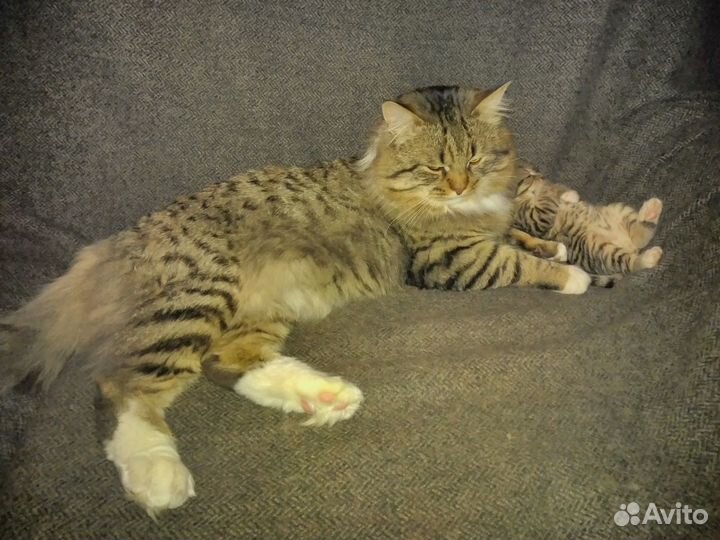 Домовые лапуськи(метис SavannahF6/чёрная британка)