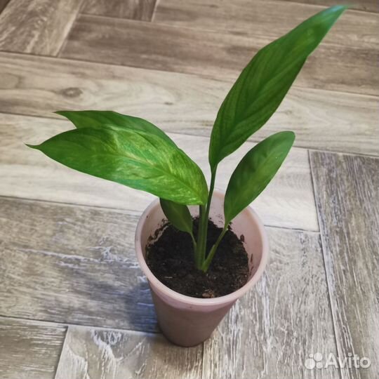 Спатифиллум нью ван